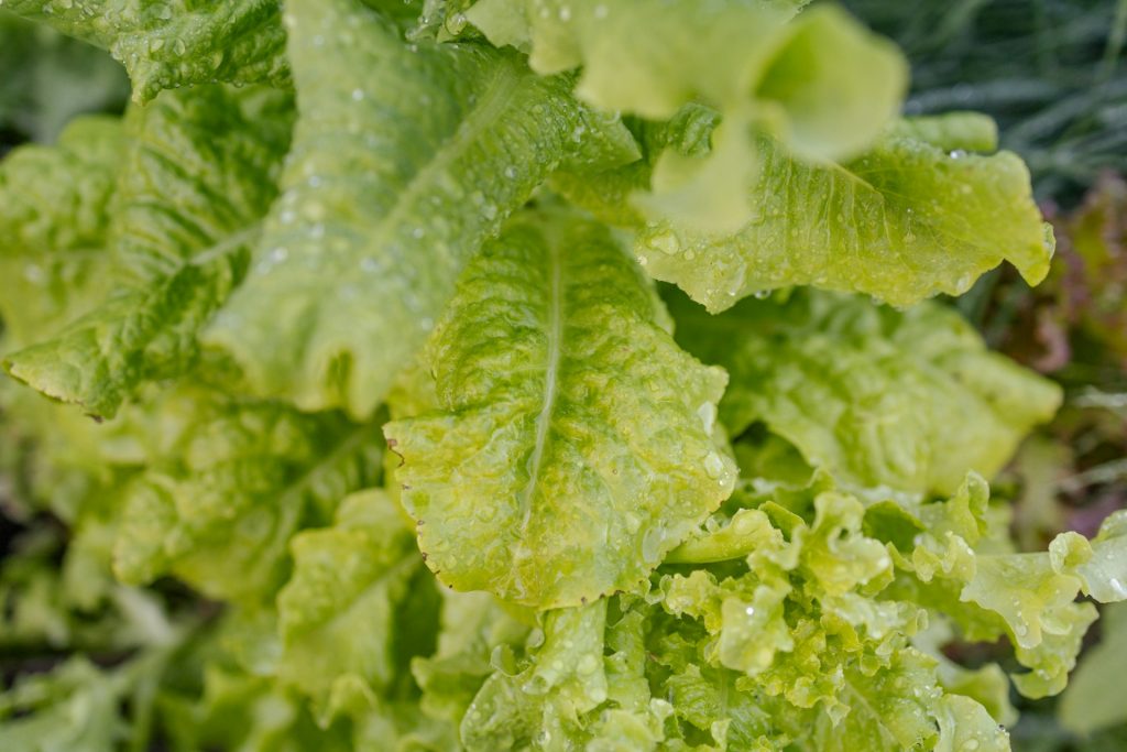 Five Key Takeaways from the Lettuce Recall | Modern Restaurant Management Five Key Takeaways from the Lettuce Recall | Modern Restaurant Management